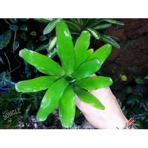 Neoregelia fireball mini