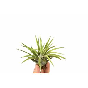 Tillandsia brachycaulos abdita