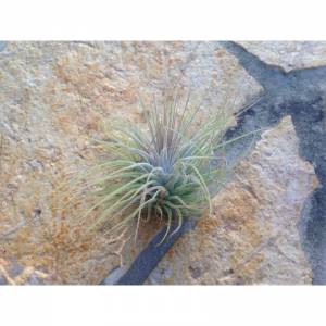 Tillandsia ionantha