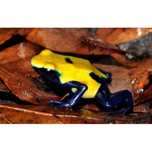 Dendrobates Tinctorius Citronella 
