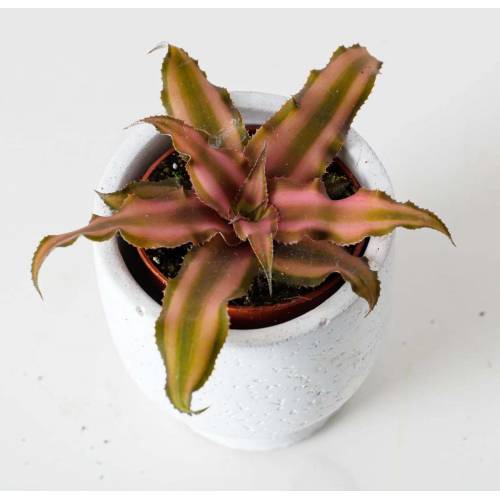 Cryptanthus Glad