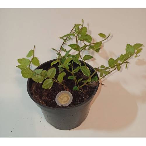 Ficus pumila veriegata